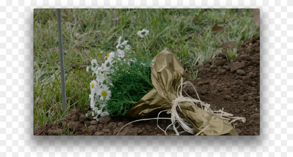 Feb Camomile, Daisy, Flower, Soil, Plant Free Transparent Png