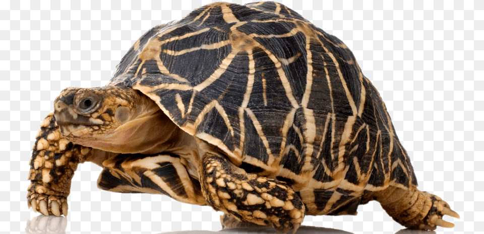 Feb Tortoise Indian Star Tortoise, Animal, Reptile, Sea Life, Turtle Png