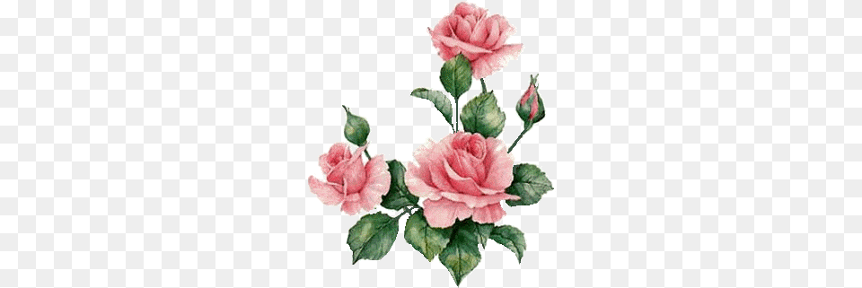 Febrero 2016 Watercolor Flowers Watercolor Art Decoupage Hummingbird And Roses Counted Cross Stitch Pattern, Flower, Plant, Rose, Carnation Free Transparent Png