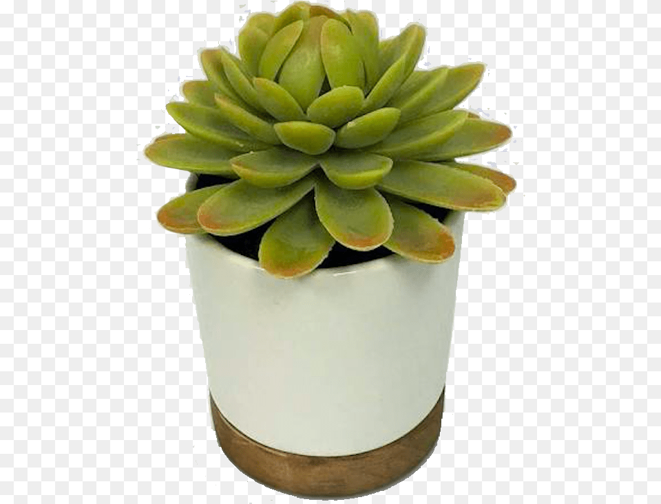 February 13 Artificial Plant In White Pot Small Threshold, Potted Plant, Jar, Planter, Pottery Free Transparent Png