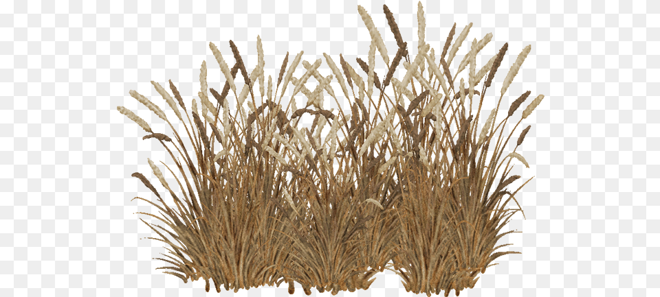 February 5 2015 Red Fountain Grass, Plant, Vegetation, Agropyron, Reed Png