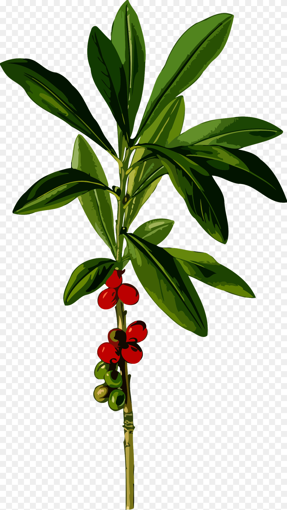 February Daphne Clip Arts Daphne Mezereum Leaf, Food, Fruit, Plant, Produce Free Transparent Png