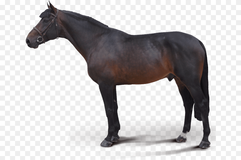 Fed Biz Stallion, Andalusian Horse, Animal, Horse, Mammal Free Png Download