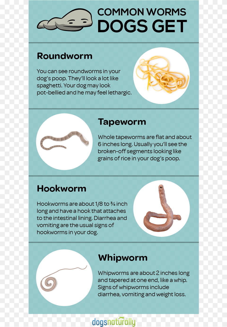 Feed These Everyday Foods To Get Rid Of Dog Wormsfeed Dog Worms, Animal, Reptile, Snake, Advertisement Free Png