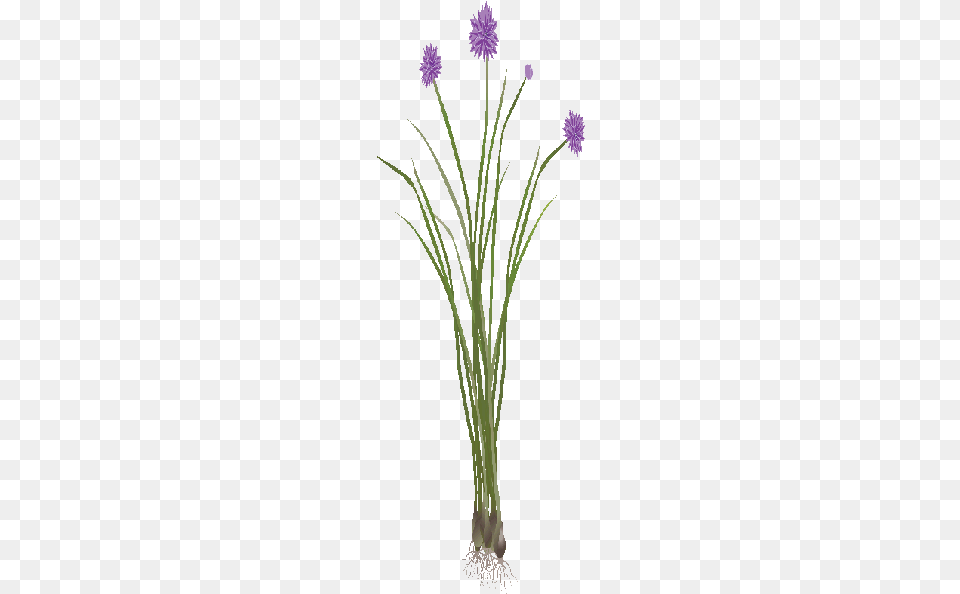 Feed Walking Onions Garden Tea Grass, Flower, Plant, Flower Arrangement, Purple Free Png