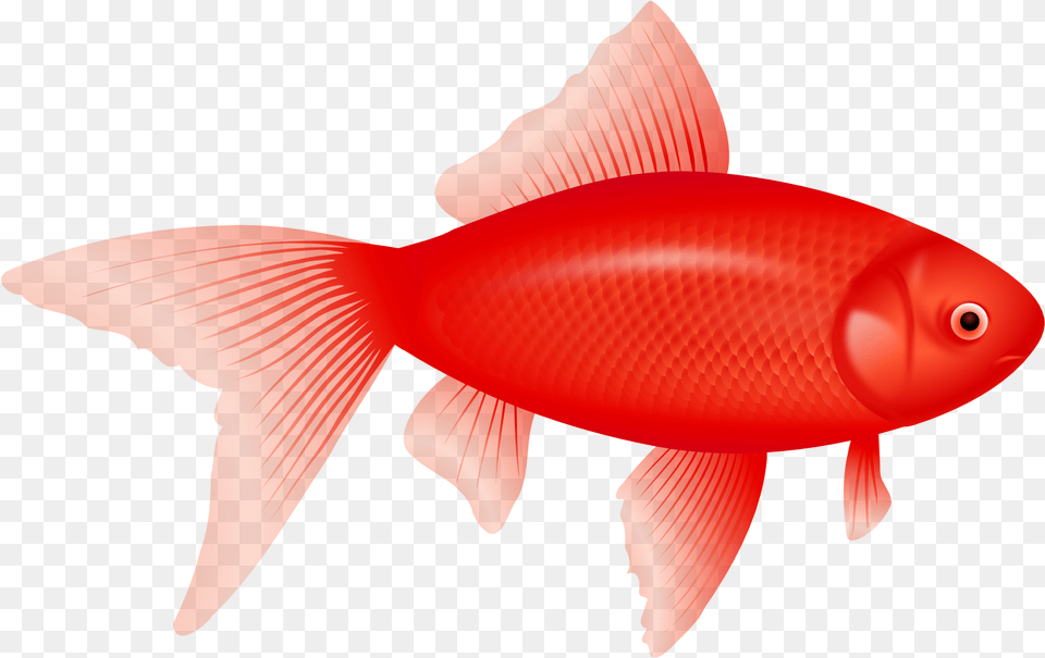 Feeder Fish Clipart Transparent Background Fish, Animal, Sea Life, Goldfish Png Image