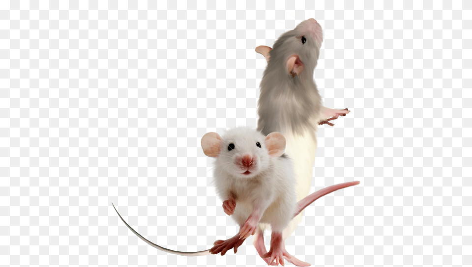 Feeder Mouse, Animal, Mammal, Rodent, Rat Free Png