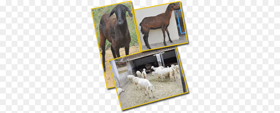 Feeding Lactating Does Lactation, Animal, Livestock, Mammal, Sheep Free Transparent Png