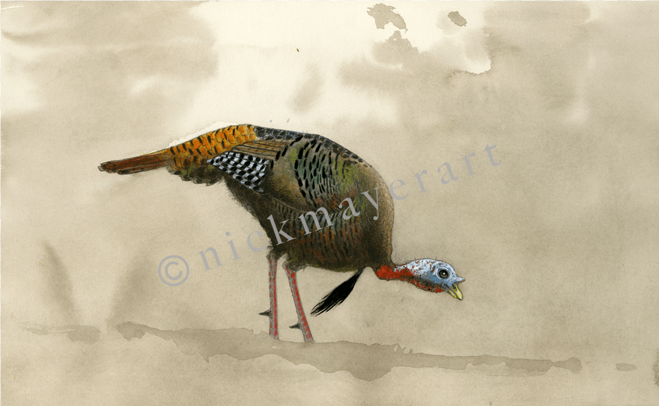 Feeding Tom Original Watercolor Painting, Animal, Bird, Beak, Fowl Png Image