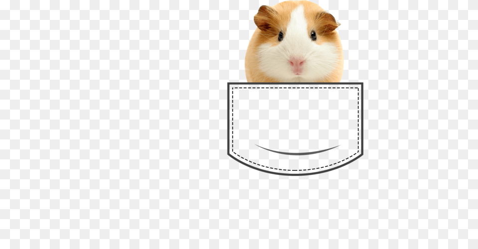 Feeding Your Guinea Pigs, Animal, Mammal, Rat, Rodent Png Image