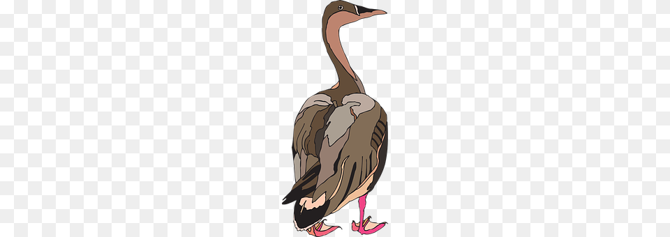 Feet Animal, Bird, Waterfowl, Goose Png