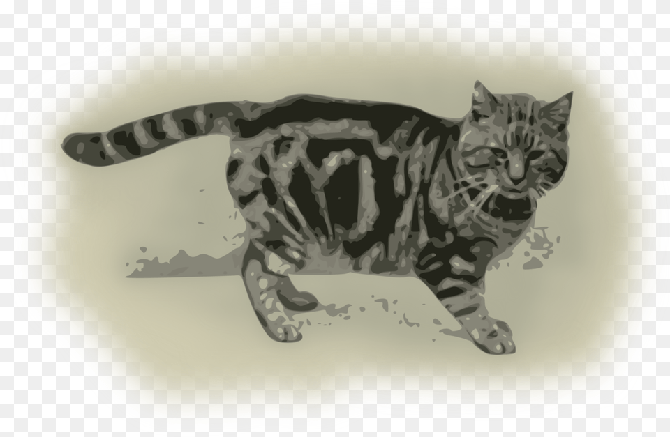 Felidaebengaltail Grey And Black Tortoiseshell Cat, Animal, Mammal, Manx, Pet Png Image