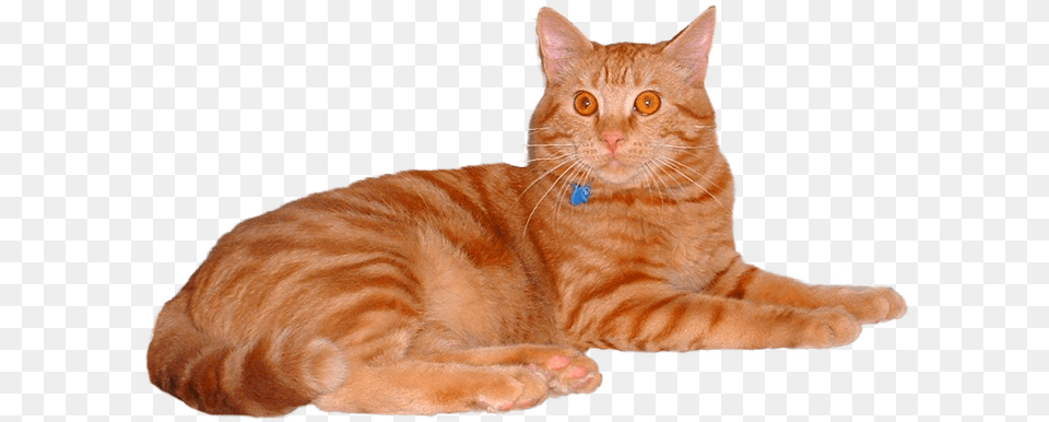 Feline Vaccines Orange Tabby Cat Background, Animal, Mammal, Manx, Pet Free Png Download