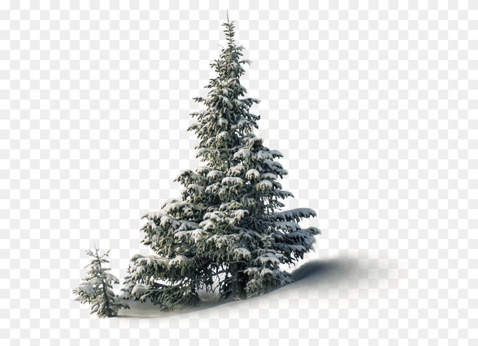 Feliz 26 De Diciembre, Fir, Pine, Plant, Tree Free Png Download