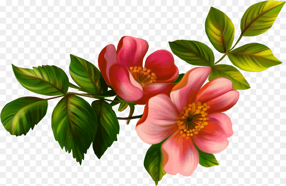 Feliz Cumplea Os Amiga Feliz Amiga Hermosa, Flower, Leaf, Plant, Pattern Png Image
