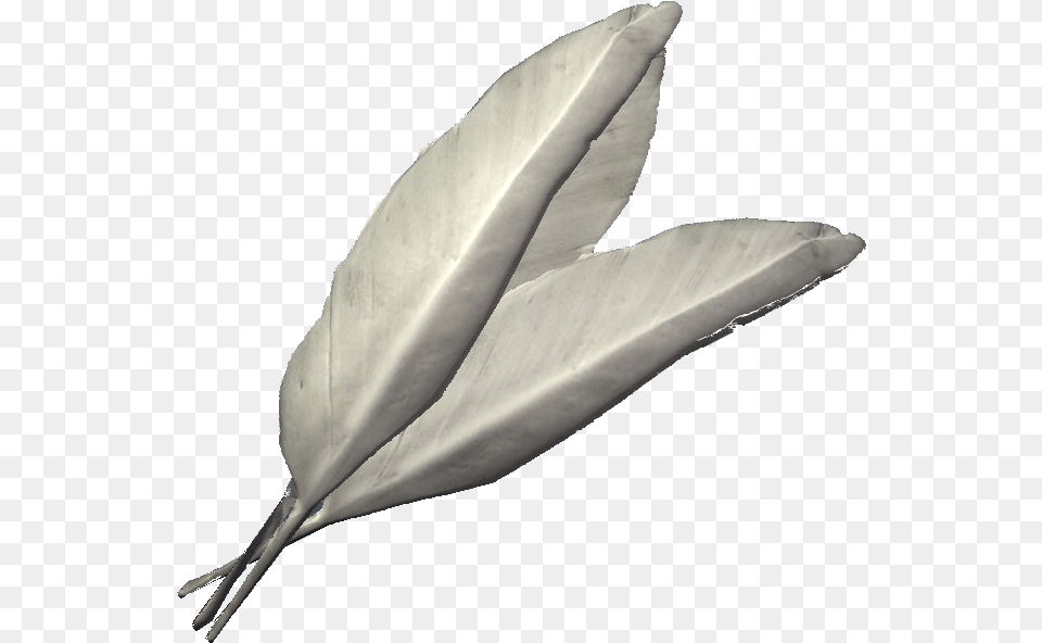 Felsaad Tern Feathers Skyrim Felsaad Tern Feathers, Leaf, Plant, Weapon, Animal Png