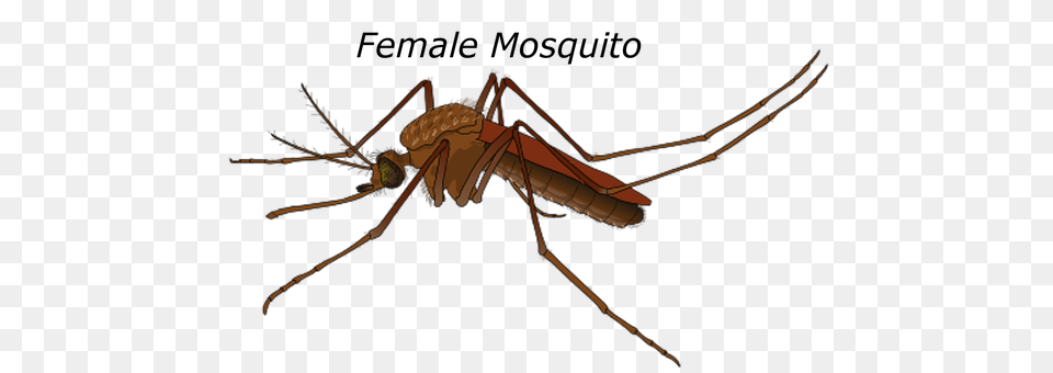 Female Animal, Bow, Weapon, Insect Png