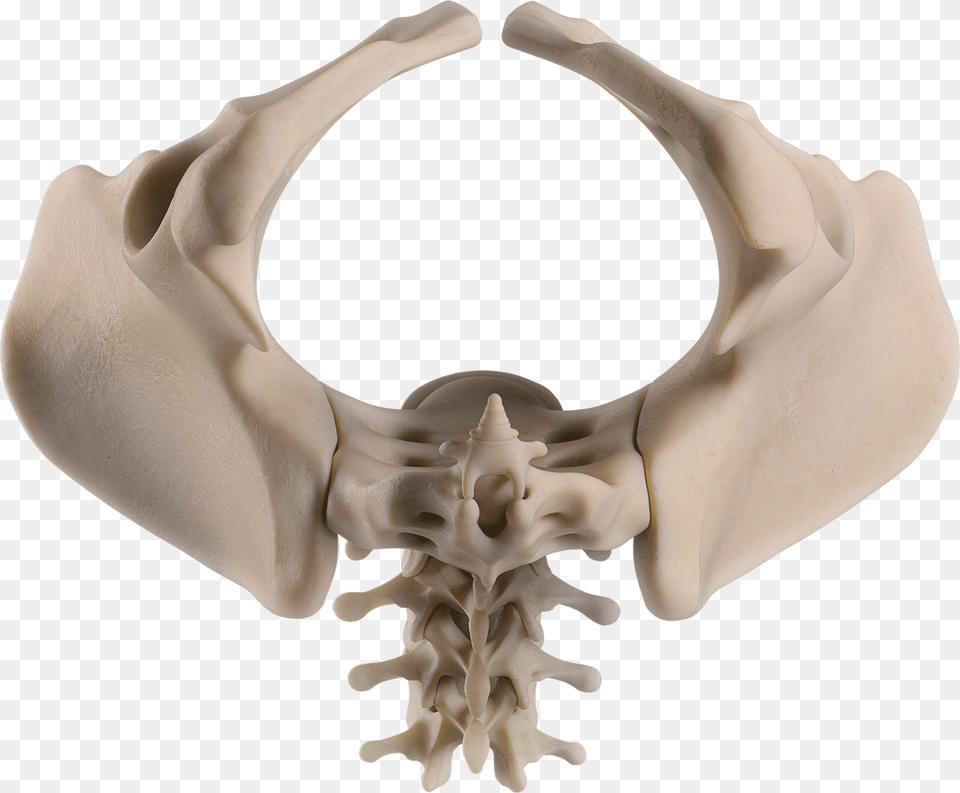 Female, Baby, Person, Accessories Png