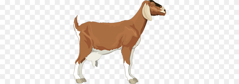 Female Livestock, Animal, Mammal, Goat Png Image