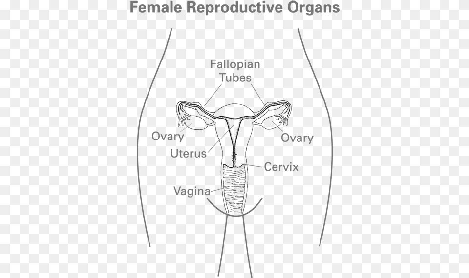 Female Anatomy Black And White Simple Female Reproductive System Png