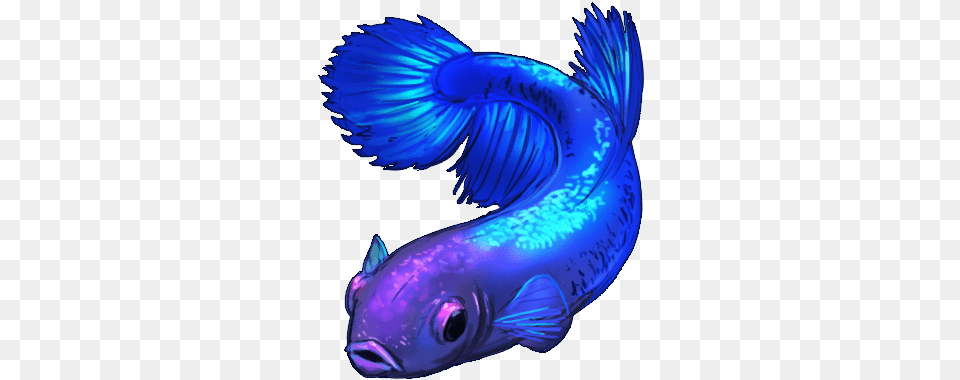 Female Betta Fish By Shivali Lorekeeper Dawytli Blue Betta Fish, Animal, Sea Life, Shark, Water Free Png