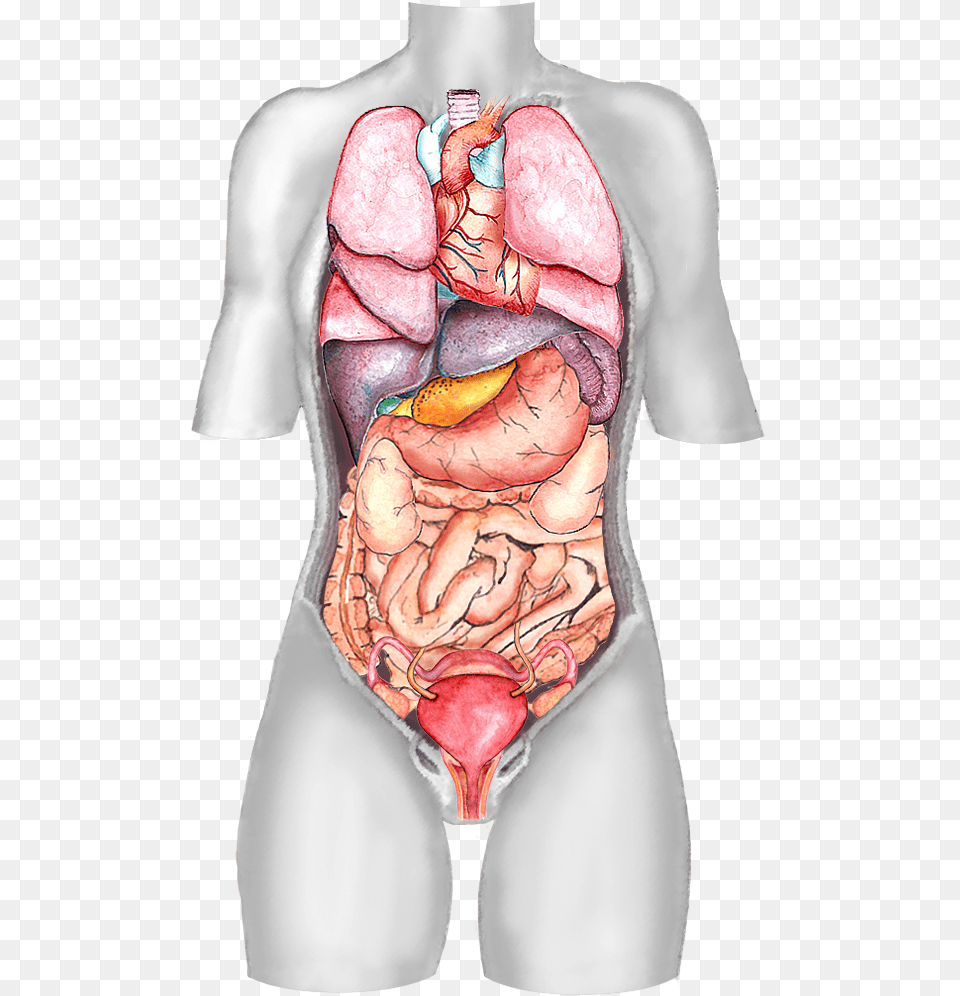 Female Body Organ Diagram Visceral Organs, Body Part, Person, Torso, Stomach Free Png