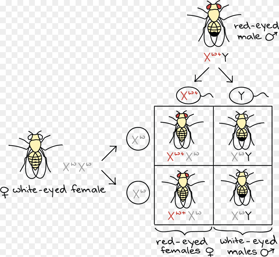 Female Chromosome Symbol Fruit Fly Thomas Hunt Morgan, Light, Nature, Night, Outdoors Free Png