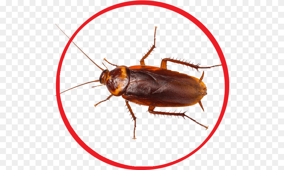 Female Cockroach, Animal, Insect, Invertebrate Free Png