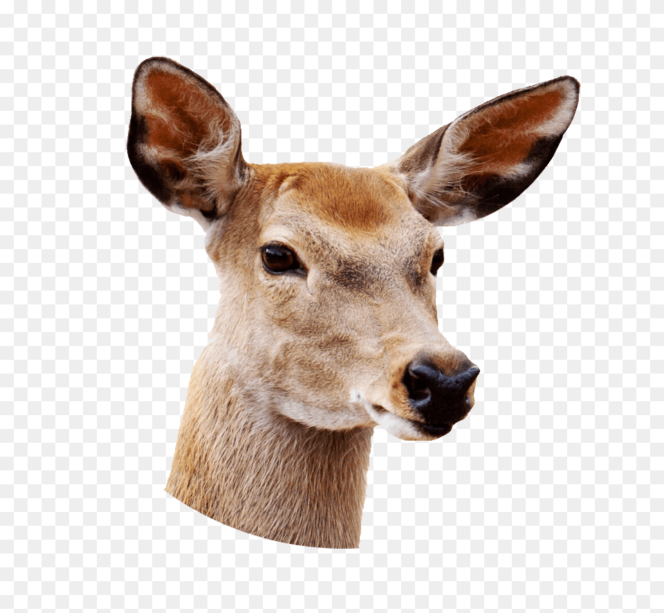 Female Deer Close Up, Animal, Mammal, Wildlife, Antelope Png