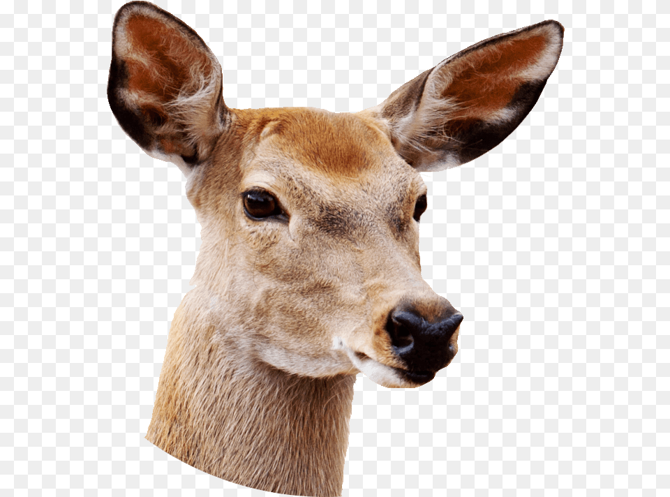 Female Deer Close Up Transparent Real Deer Head, Animal, Mammal, Wildlife, Kangaroo Png Image