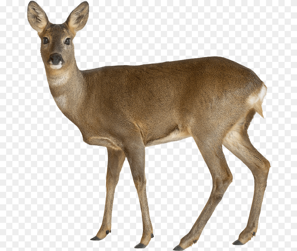 Female Deer White Background, Animal, Mammal, Wildlife, Antelope Png Image