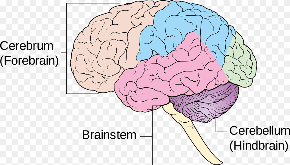 Female Diagram Brain 4 Main Components Of The Brain, Flower, Plant, Rose Free Transparent Png