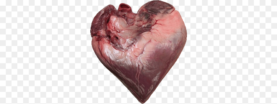Female Human Picture Of Real Heart Full Size Real Images Of Human Heart, Animal, Fish, Sea Life, Shark Free Png