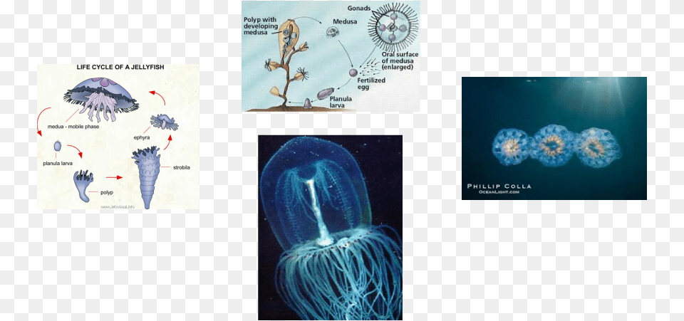 Female Jellyfish Release Eggs Into The Sea And Male Life Cycle Of A Jellyfish, Animal, Sea Life, Invertebrate Free Png