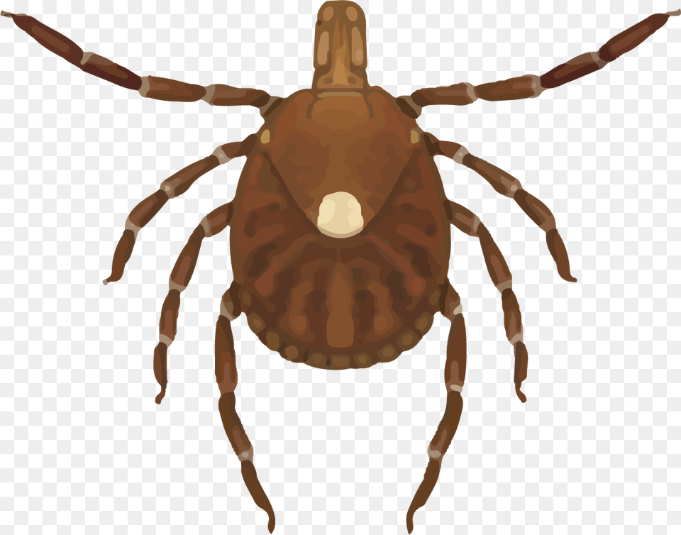 Female Lone Star Tick Lone Star Tick, Person Png