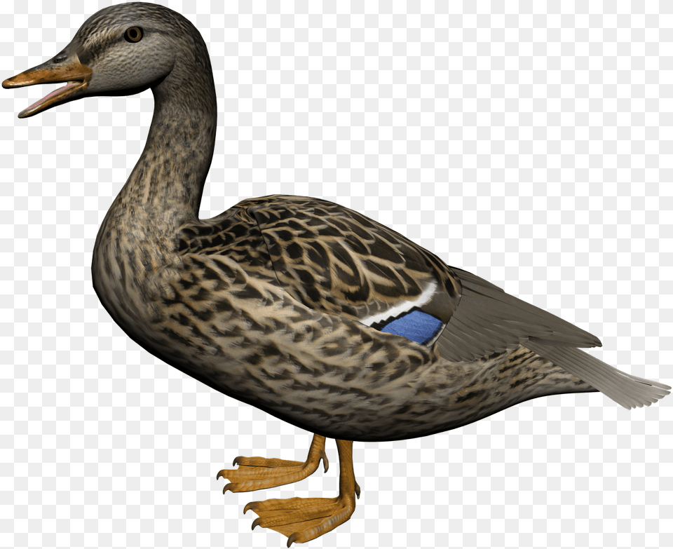 Female Mallard Duck, Animal, Anseriformes, Bird, Waterfowl Free Png