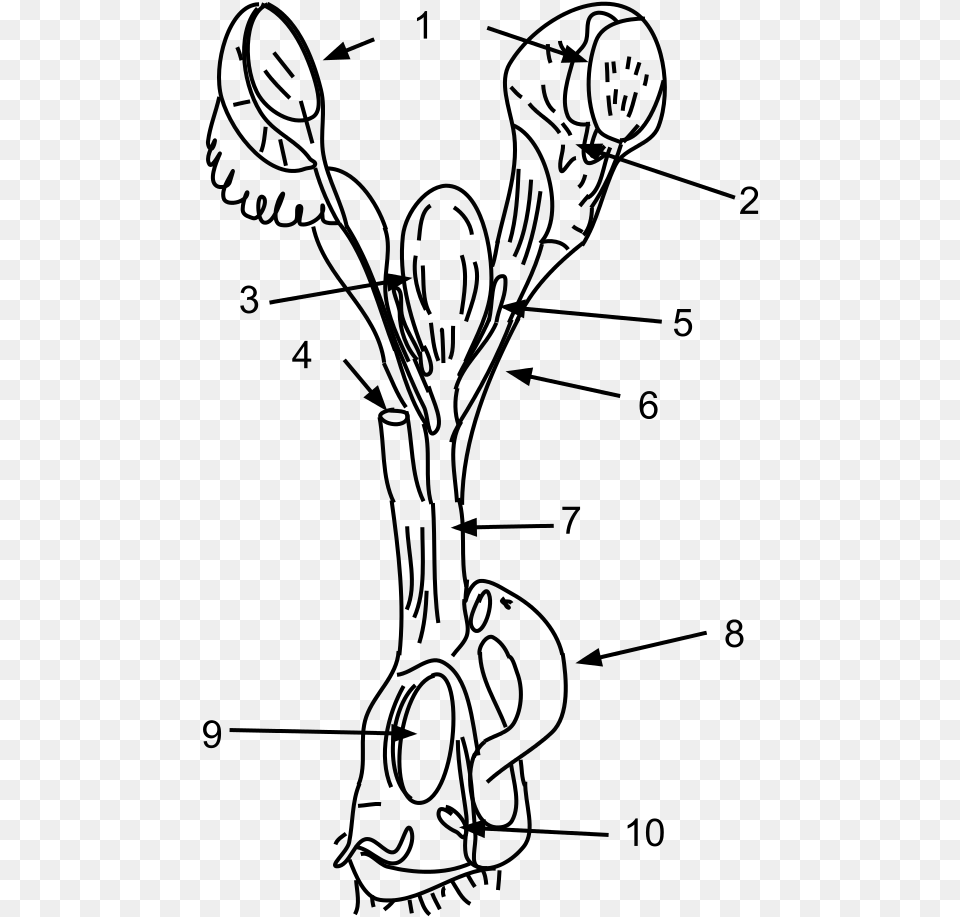Female Platypus Reproductive System, Gray Png Image