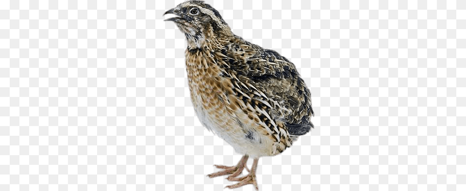 Female Quail, Animal, Bird, Partridge Png Image