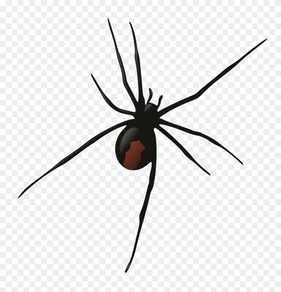 Female Redback Spider Book Of Spells Spider Clip, Animal, Invertebrate, Black Widow, Insect Png Image