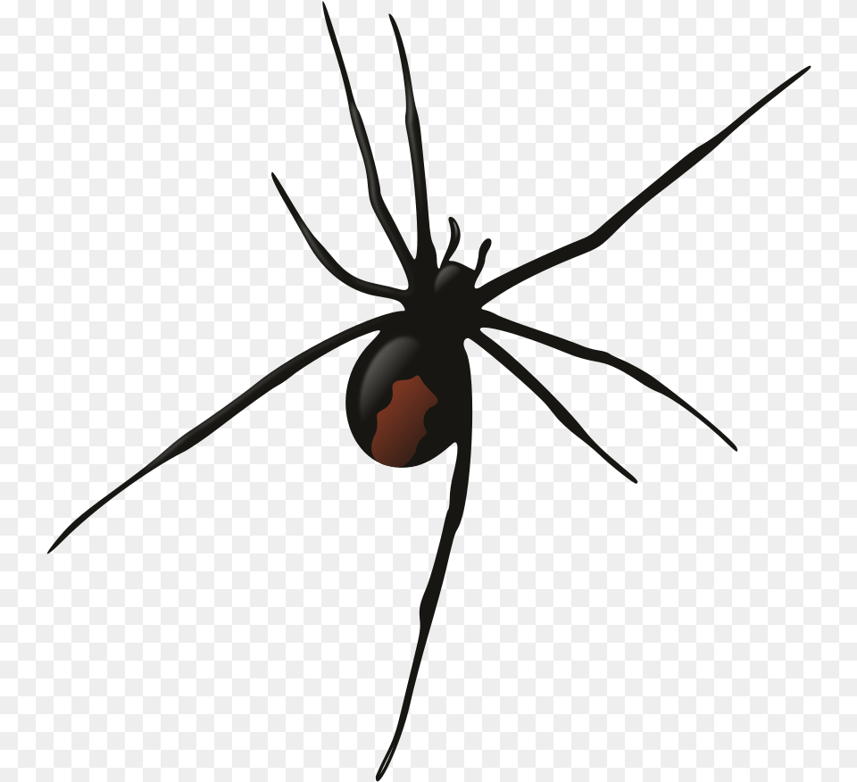 Female Redback Spider Redback Spider Silhouette, Animal, Invertebrate, Black Widow, Insect Png Image