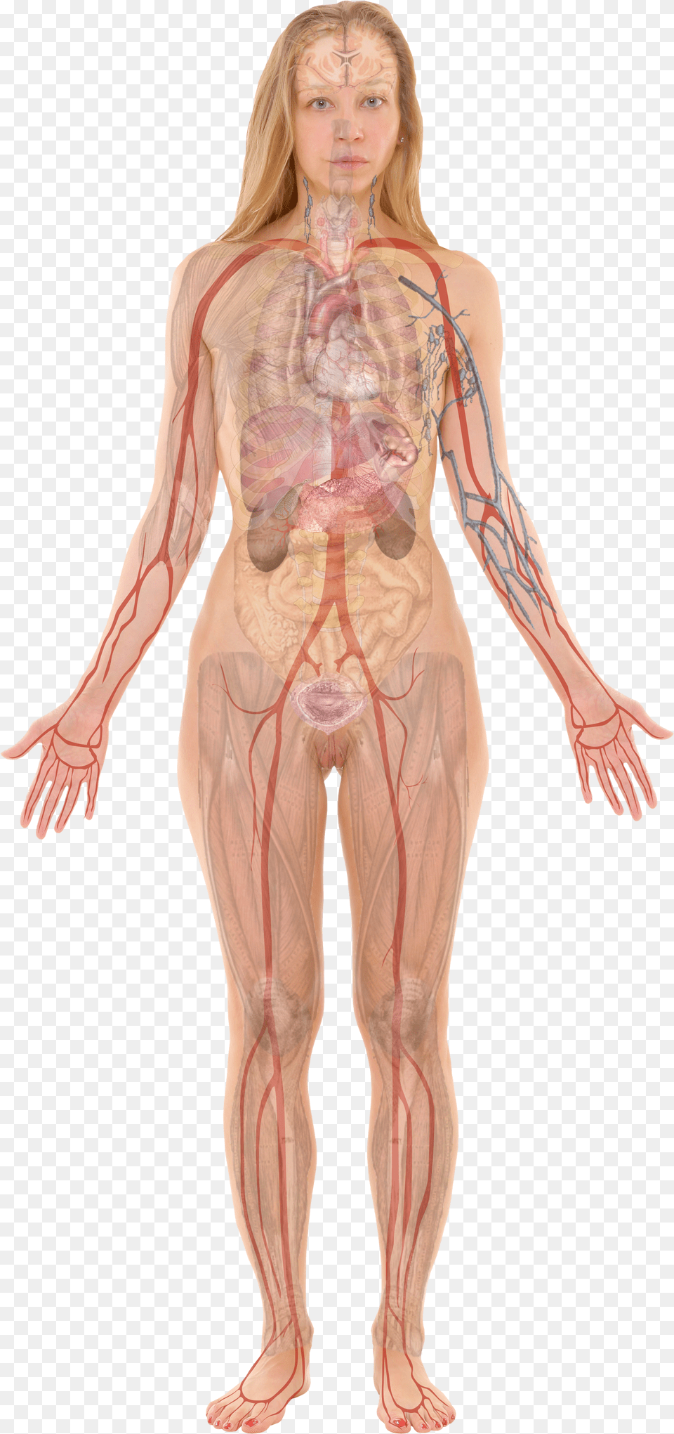 Female With Organs Woman Internal Body Parts Free Transparent Png