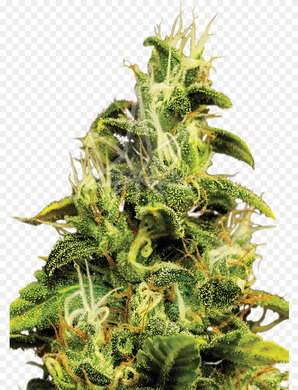 Feminized Seeds Houseplant, Green, Plant, Weed, Bud Png