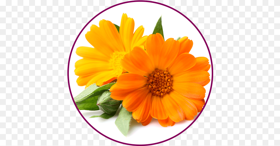 Femisan A Calendula Soap, Daisy, Flower, Petal, Plant Free Png Download