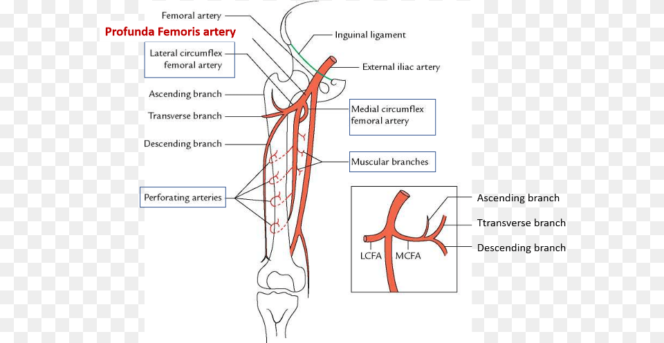 Femoral Profunda Femoris Arteries Branches Structures Profunda Femoris Artery, Chart, Plot, Diagram Png