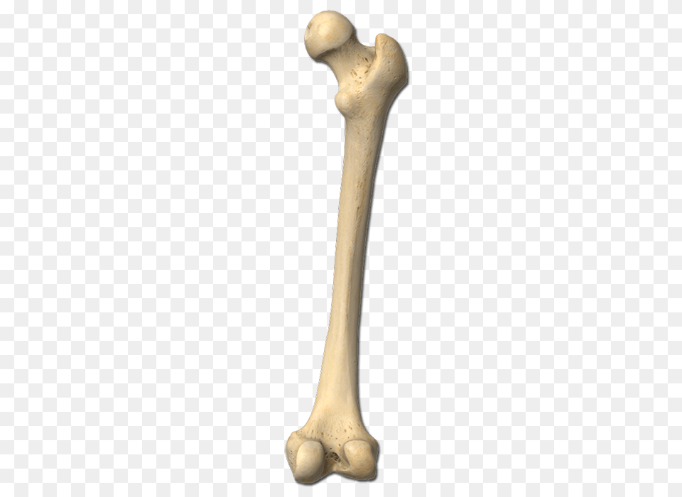 Femur Bone, Electronics, Hardware Png Image