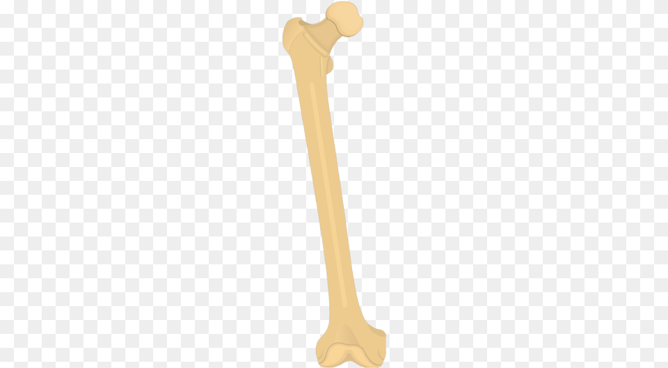 Femur Bone Anterior View Femur Bone, Person Free Transparent Png