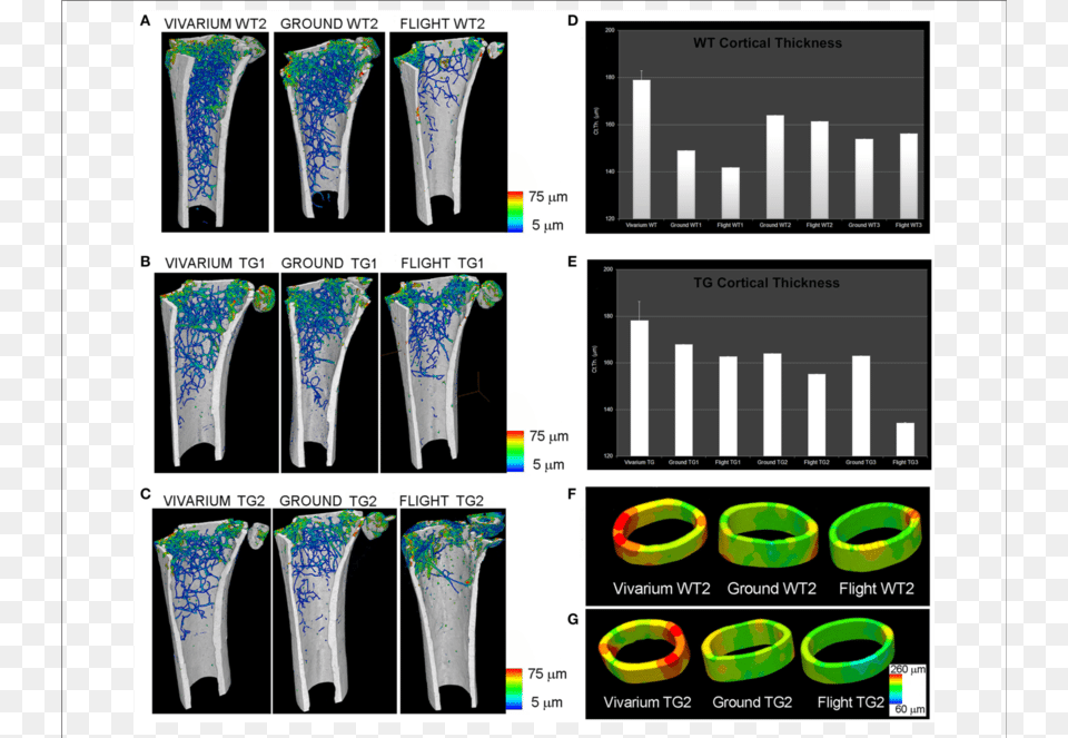 Femurs Of Mice Housed For 3 Months In The International, Ct Scan, Chart, Plot, Accessories Free Png