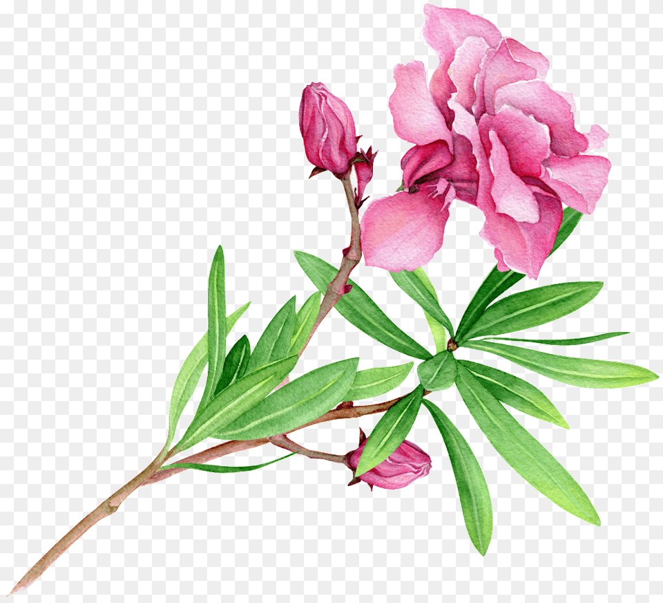 Fen Green Flower Branch Cartoon Transparent Petal, Plant, Bud, Sprout Free Png Download