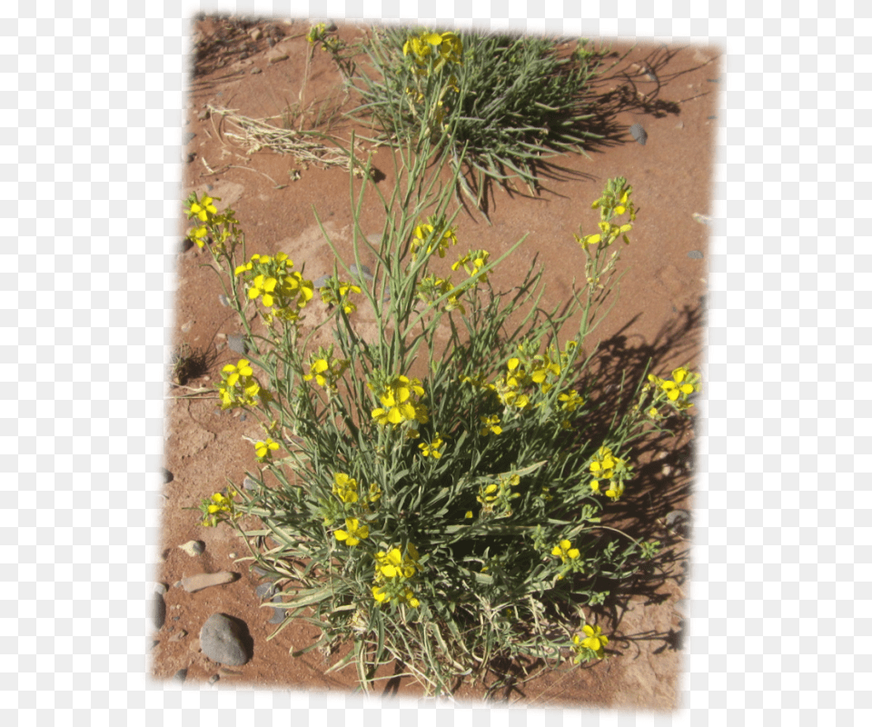 Fendlerquots Bladderpod Physaria Fenleri, Plant, Vegetation, Flower, Apiaceae Free Png Download