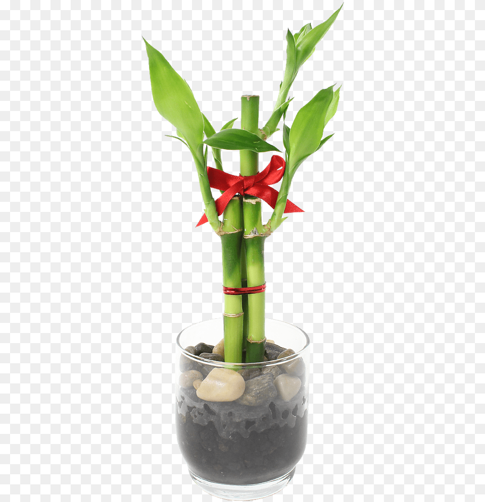 Feng Shui Bamboo Indoor Plantdata Rimg Lazy Centrepiece, Plant, Potted Plant, Flower, Flower Arrangement Free Transparent Png